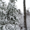 Snow on the Rough Trail